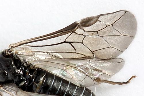 Réf. 223 218 : Periclista lineolata
